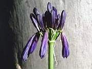 Agapanthus Inky Tears